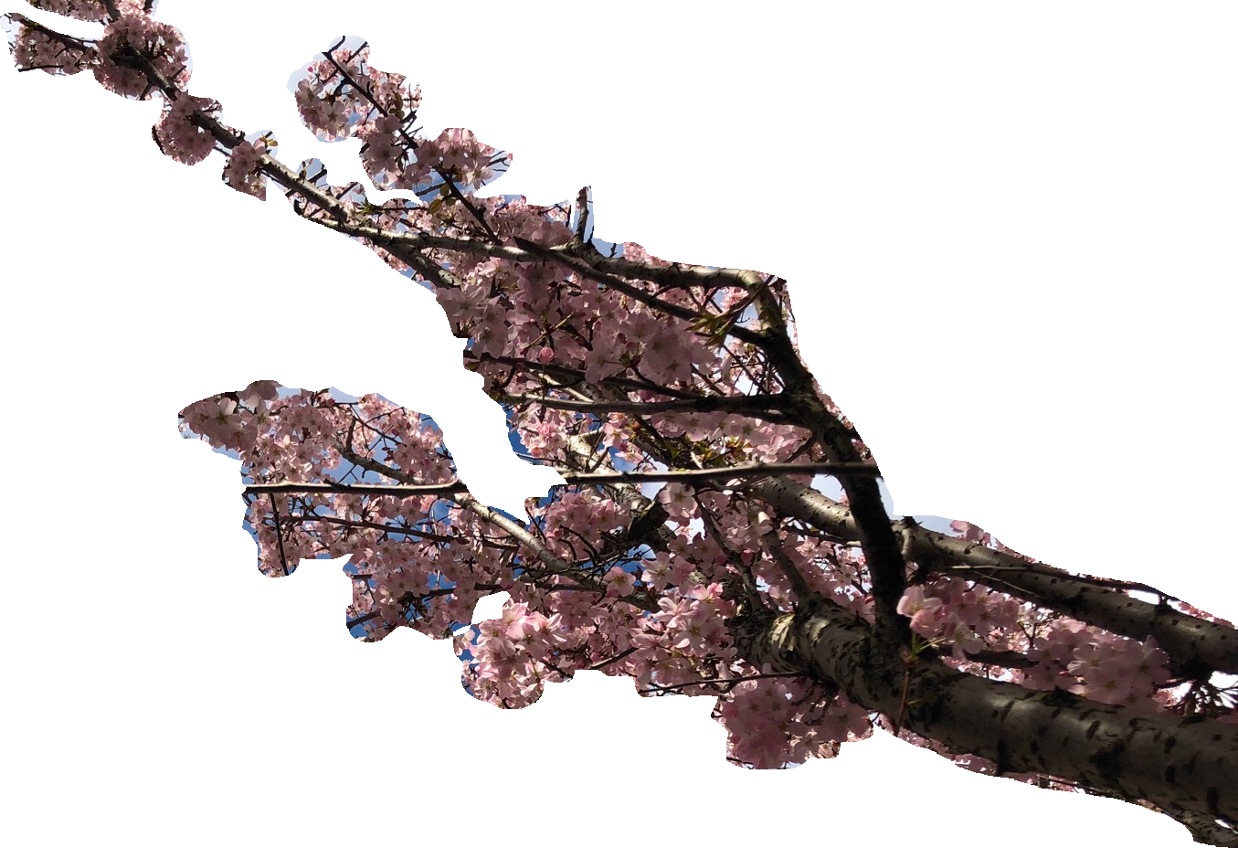 cherry blossom branch