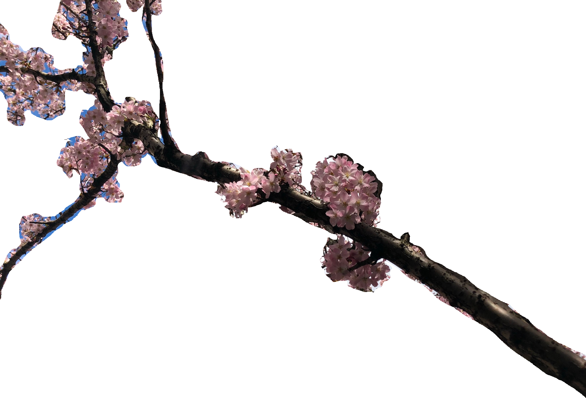 cherry blossom branch