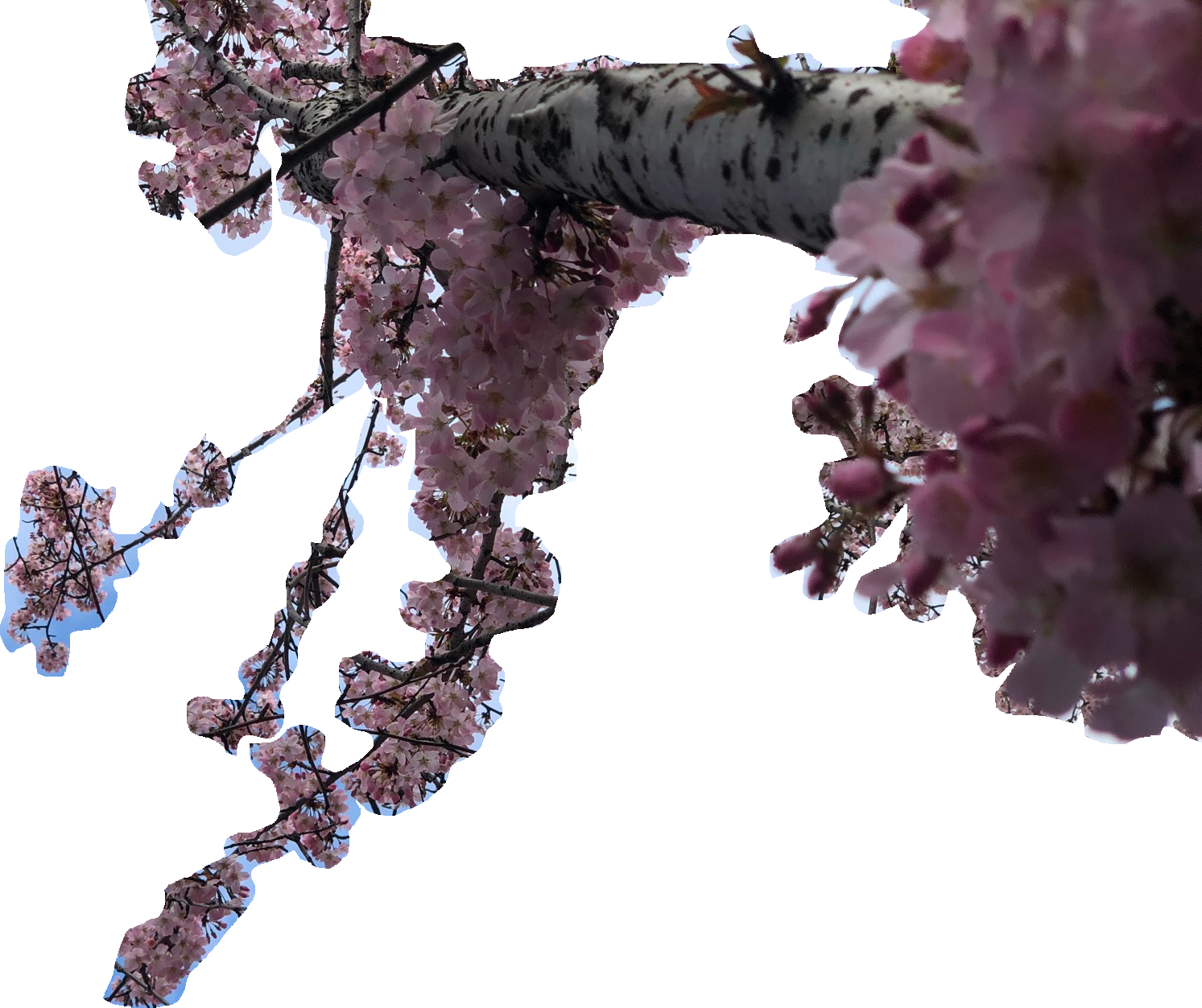 cherry blossom branch