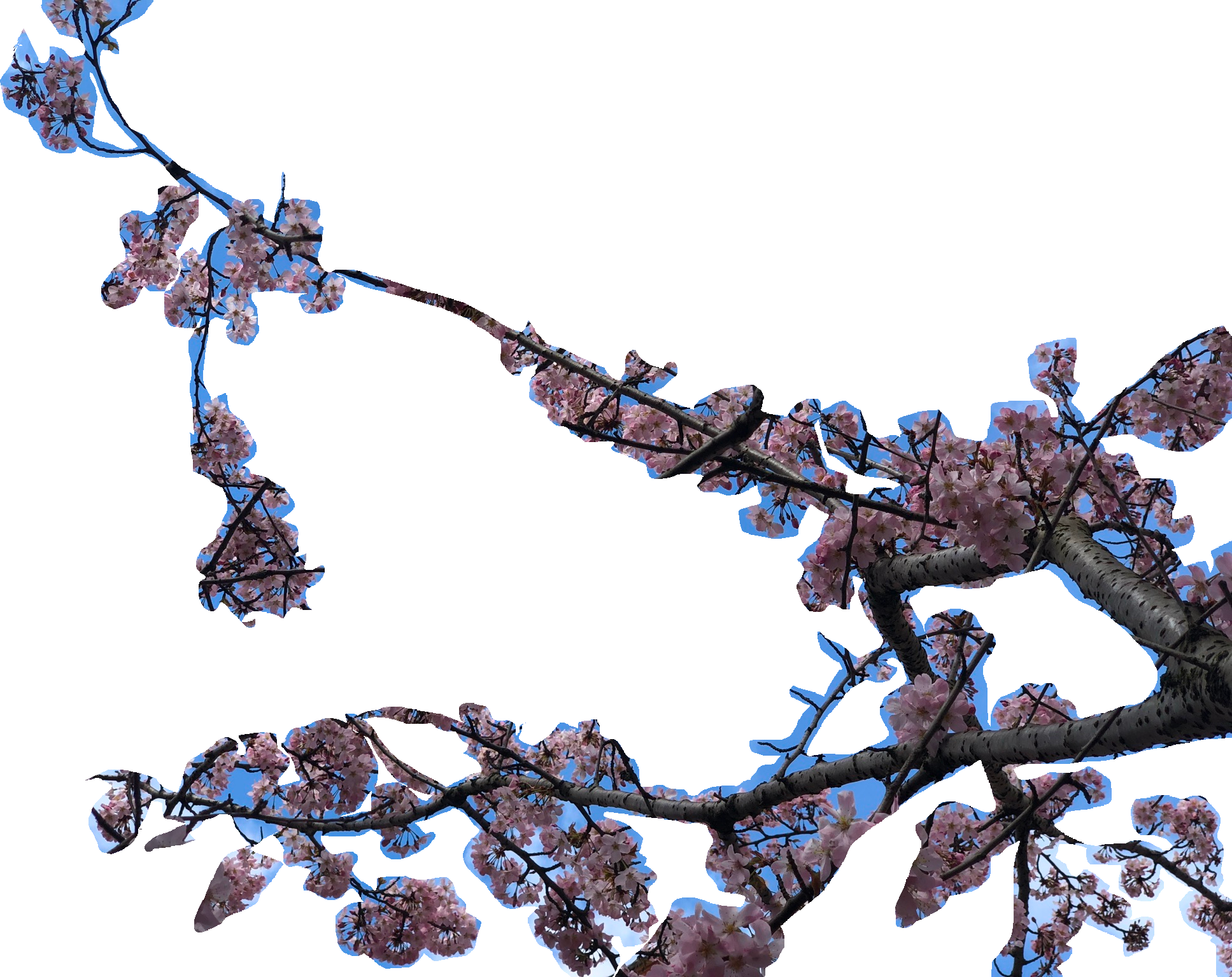 cherry blossom branch