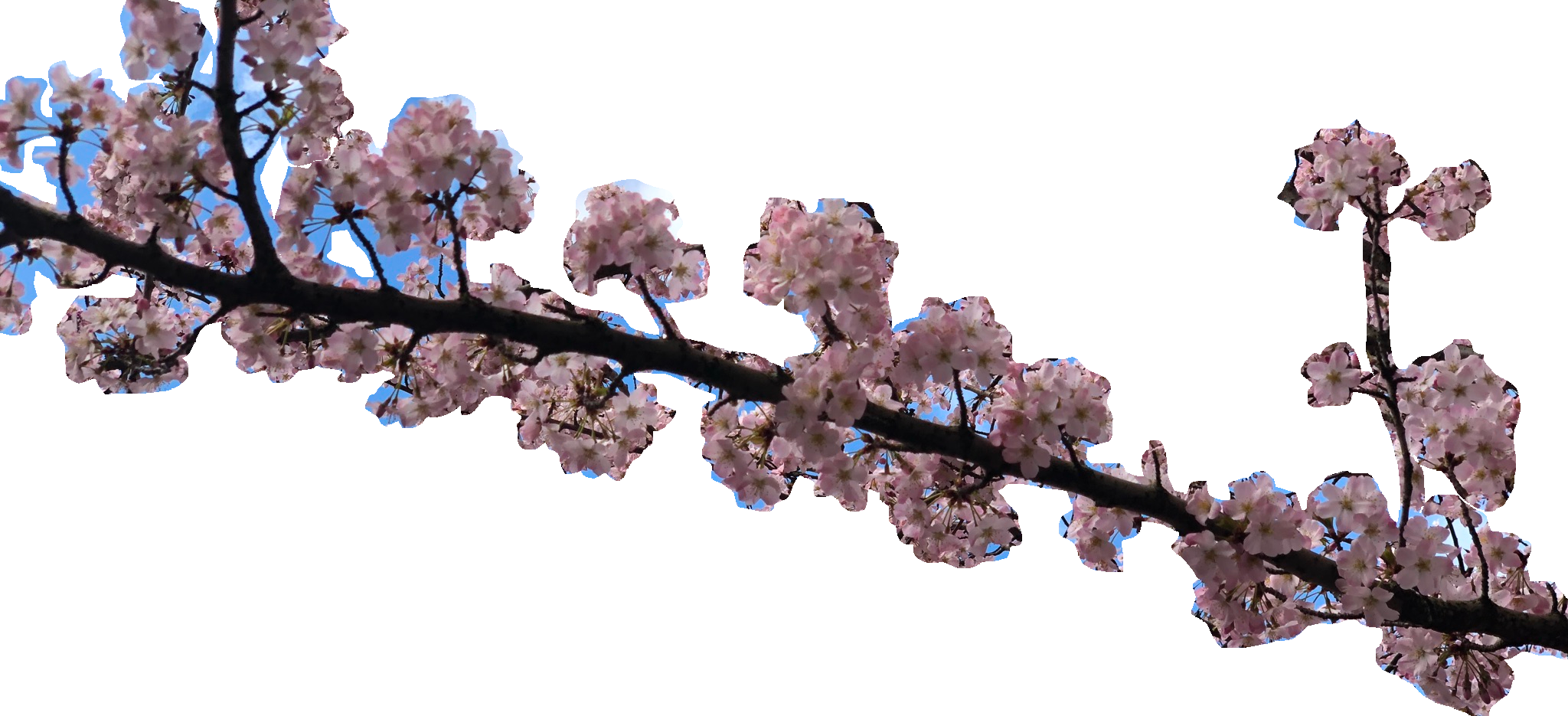 cherry blossom branch