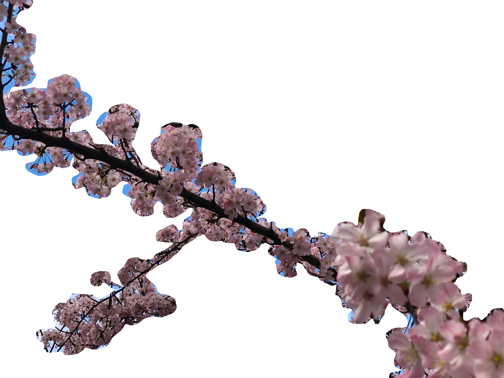 cherry blossom branch