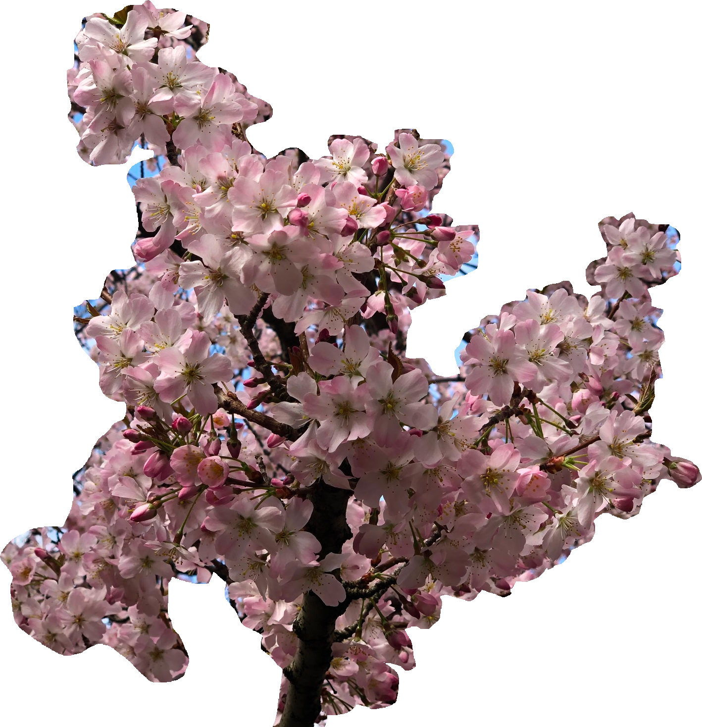 cherry blossom branch