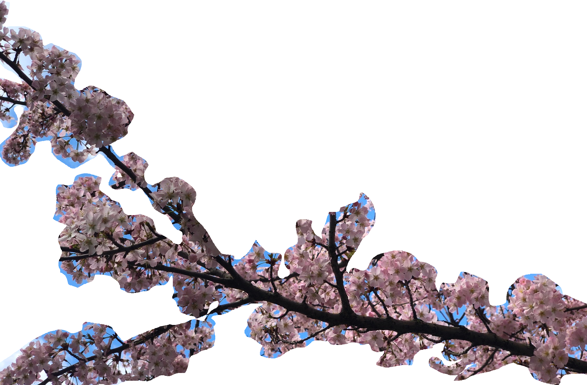 cherry blossom branch