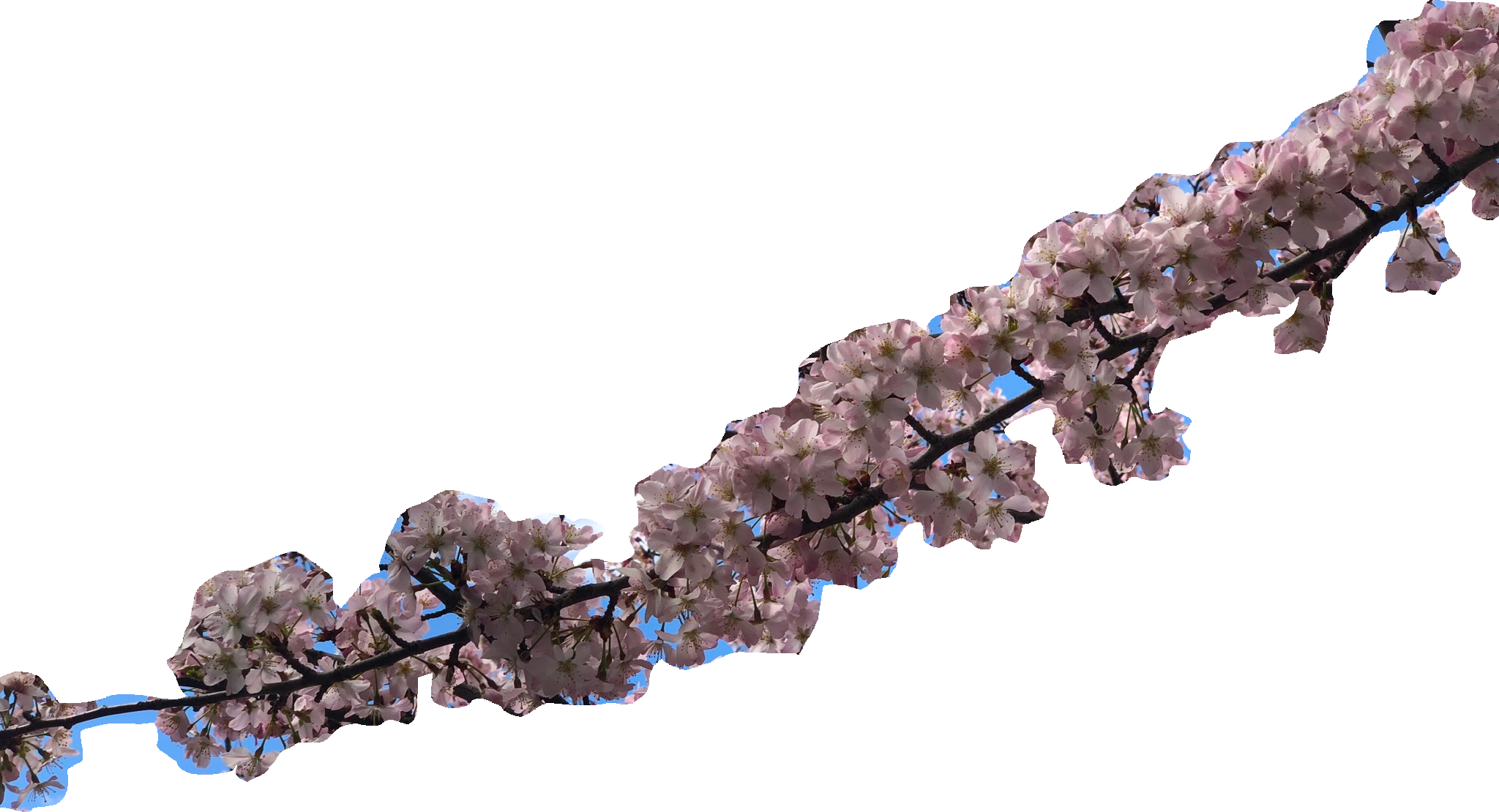 cherry blossom branch