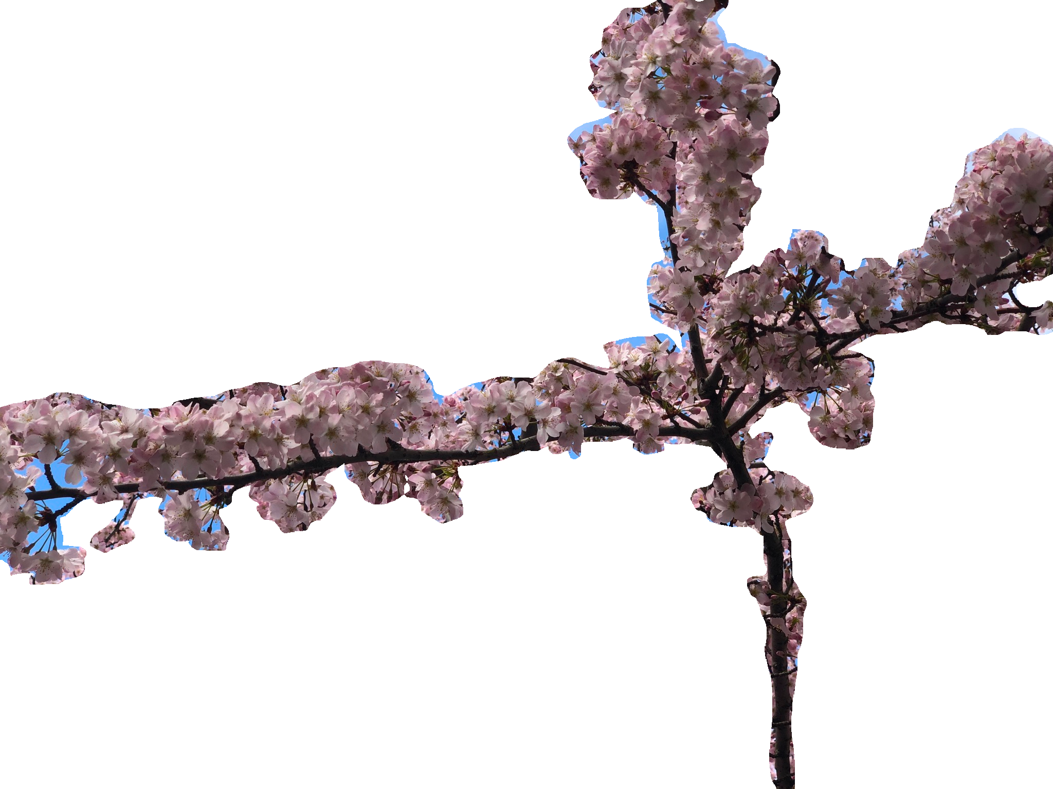 cherry blossom branch