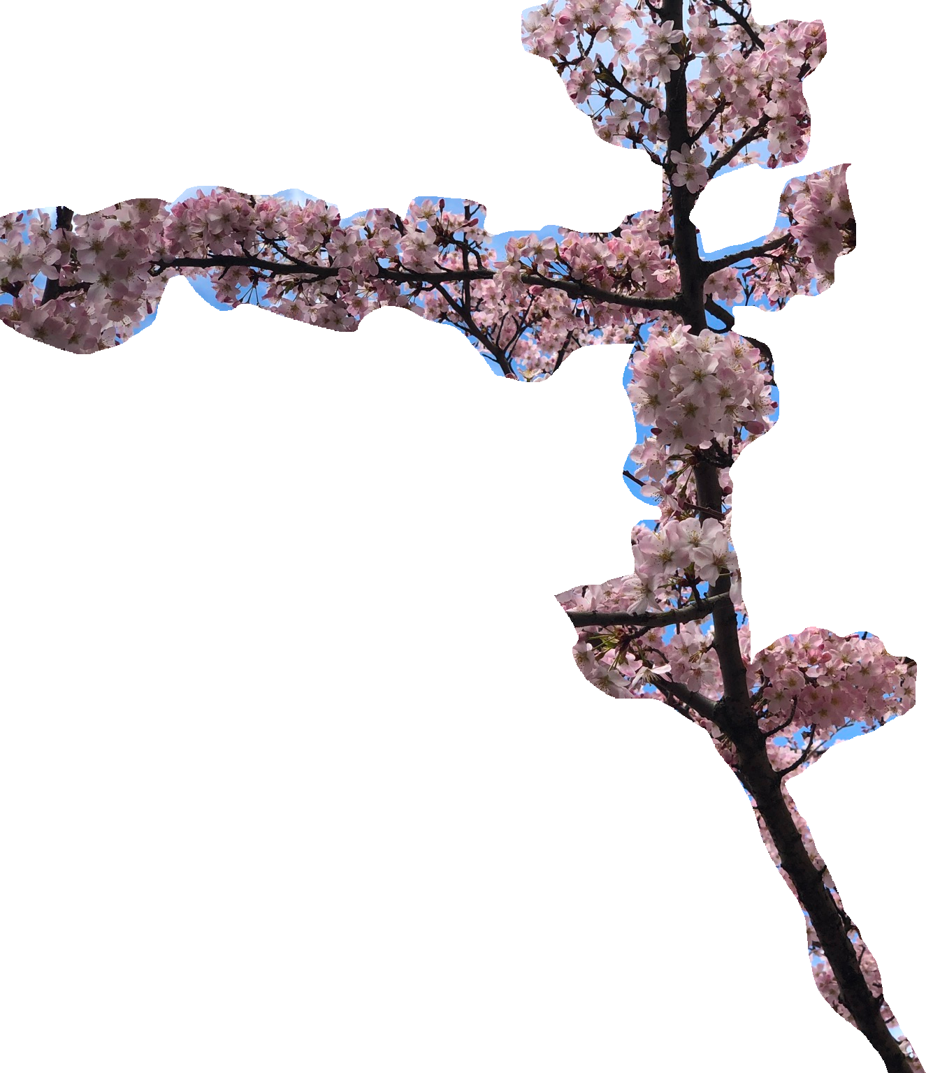 cherry blossom branch